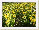 Wyoming2008 390 * Field of wildflowers in Granite Creek Canyon * Field of wildflowers in Granite Creek Canyon * 3072 x 2304 * (4.98MB)